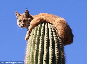 cat on cactus Curt