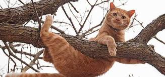 cats in trees oops