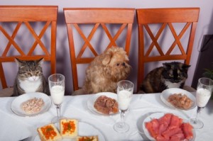 eat at dinner table 2pawsupinc.