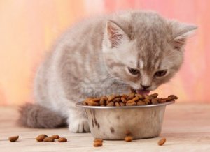 kitten-eating