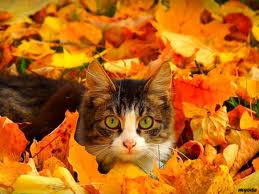 cats playing in leaves